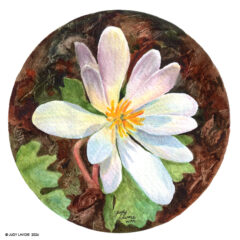 "Wild Bloodroot" original watercolor whiskey painting © Judy Lavoie 2026