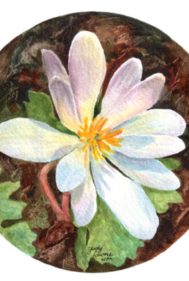 "Wild Bloodroot" original watercolor whiskey painting © Judy Lavoie 2026