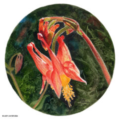 "Wild Columbine" original watercolor whiskey painting © Judy Lavoie 2026