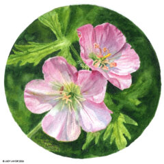 "Wild Geraniums" original watercolor whiskey painting © Judy Lavoie 2026