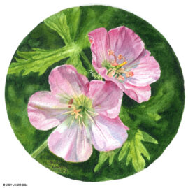 "Wild Geraniums" original watercolor whiskey painting © Judy Lavoie 2026