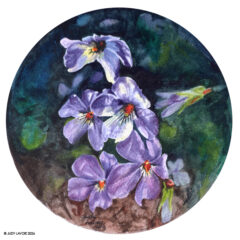 "Wild Violets" original watercolor whiskey painting © Judy Lavoie 2026